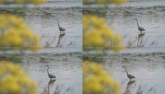 灰鹭鸟走过平静的涟漪池塘高清在线视频素材下载