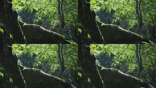 森林光影森林晨雾树林唯美阳光树林高清在线视频素材下载