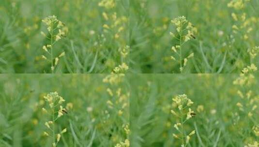 油菜花蜜蜂采蜜油菜花田唯美油菜花籽高清在线视频素材下载