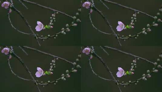 桃花桃花林桃花源高清在线视频素材下载