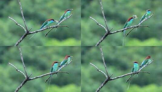 中国最美丽的小鸟：蓝喉蜂虎高清在线视频素材下载