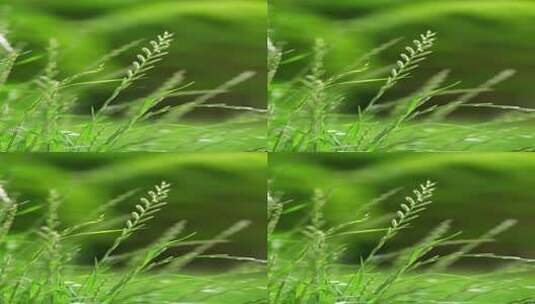 4K竖屏植物素材小清新野草高清在线视频素材下载