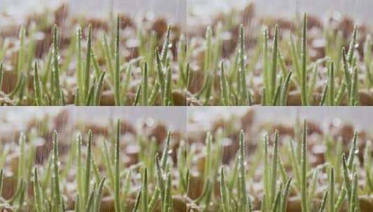 微距拍摄小麦发芽高清在线视频素材下载