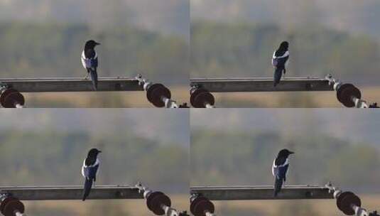 清晨电线杆上的喜鹊实拍高清在线视频素材下载