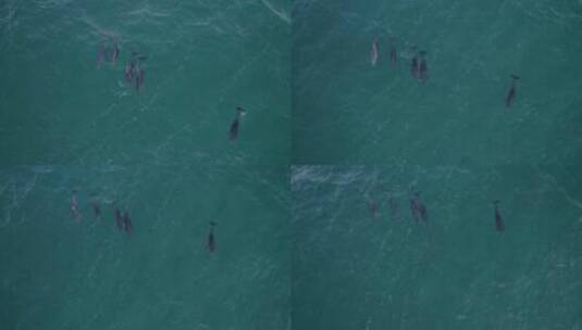 白天塔斯曼海宽吻海豚的自上而下视图——无人机拍摄高清在线视频素材下载