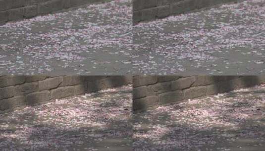 满地的粉红色海棠花瓣儿2高清在线视频素材下载