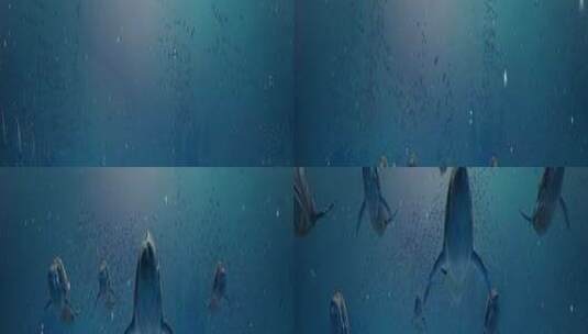 三维海底世界鱼群珊瑚唯美鲸鱼高清在线视频素材下载