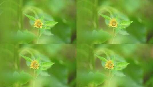 实拍唯美夏日向日葵小花苗自然风景视频素材高清在线视频素材下载