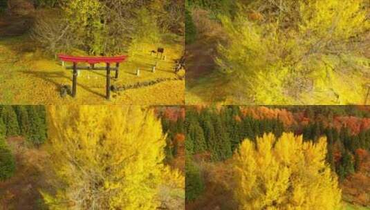 航拍深秋金黄树木落叶高清在线视频素材下载