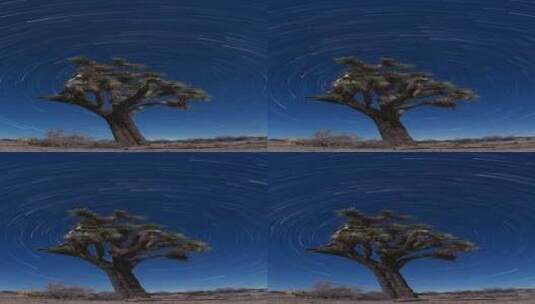 竖屏、极光、北极星、北极光下一棵树高清在线视频素材下载