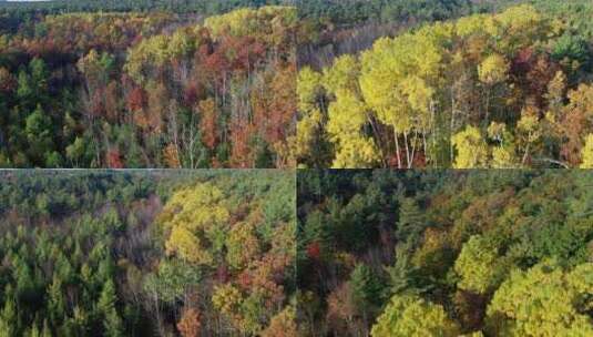 航拍自然景观 飞过高耸树林 自然风光高清在线视频素材下载