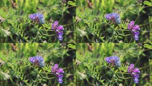 野生药用植物：野豌豆高清在线视频素材下载