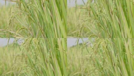 稻田种植基地高清在线视频素材下载