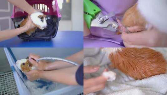 豚鼠洗澡剪指甲理发剪毛护理宠物店宠物医院高清在线视频素材下载