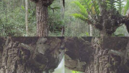 W云南普洱寄生在树木上的槲蕨高清在线视频素材下载