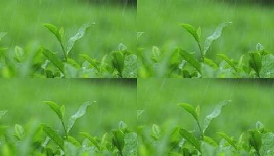 下雨天树叶雨水滴叶子茶树雨水雨滴茶叶特写高清在线视频素材下载