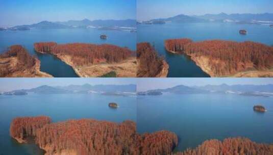 浙江省余姚市四明湖边的池杉风光高清在线视频素材下载