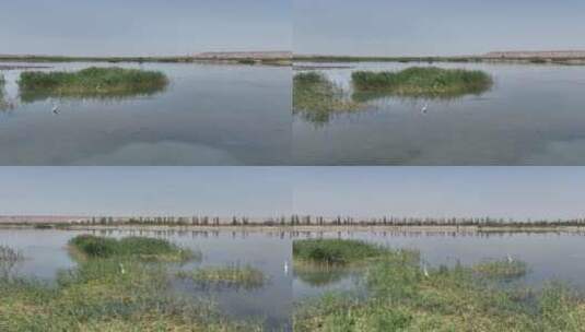 4k航拍黑河湿地水鸟鹤高清在线视频素材下载