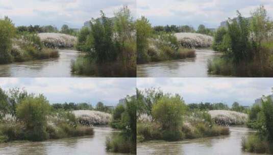 陕西汉中天汉湿地公园高清在线视频素材下载
