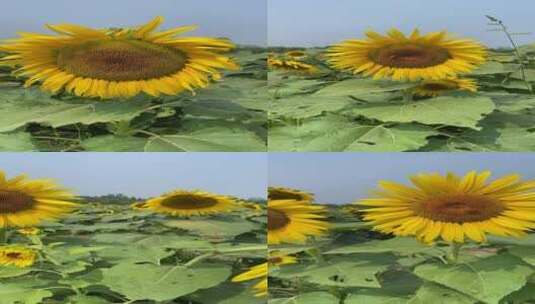 济南黄河北岸向日葵花盛开高清在线视频素材下载