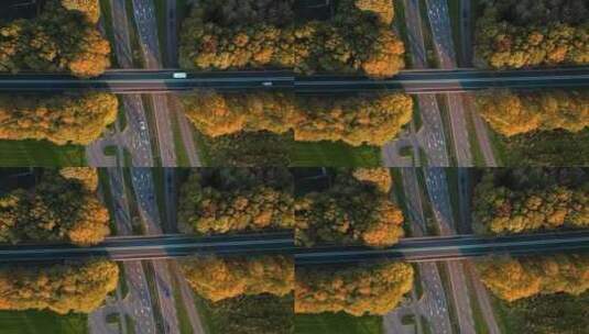 俯瞰秋天的公路金色的胡杨林高清在线视频素材下载