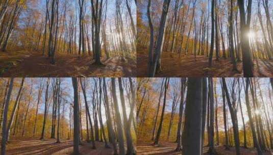 穿梭在秋天的森林美丽阳光氛围高清在线视频素材下载