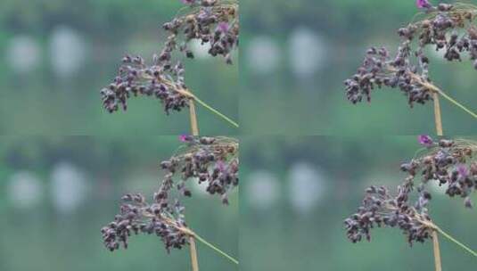 湖边野生植物野花果实高清在线视频素材下载