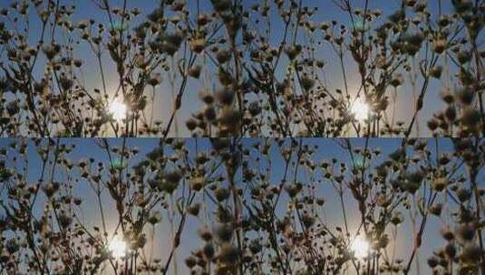 逆光的植物空镜头高清在线视频素材下载