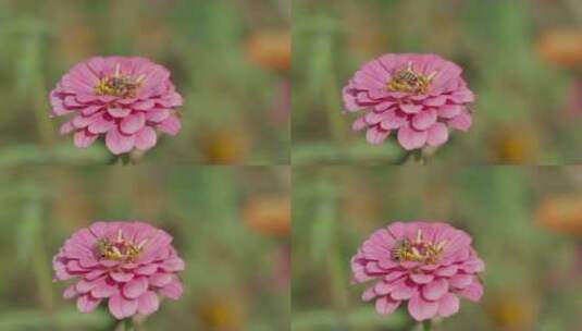 五颜六色花朵蜜蜂采蜜花粉花期升格原创唯美高清在线视频素材下载
