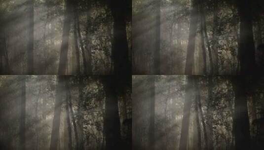 阳光穿透森林和树木高清在线视频素材下载