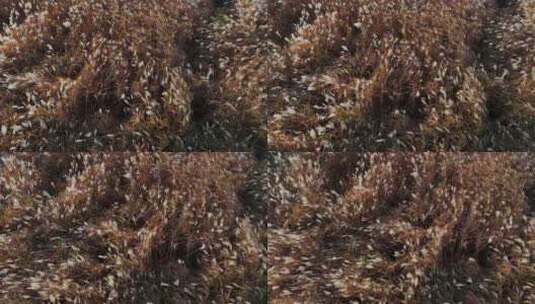江南湿地田园秋色秋天芦苇芦苇花盛开高清在线视频素材下载