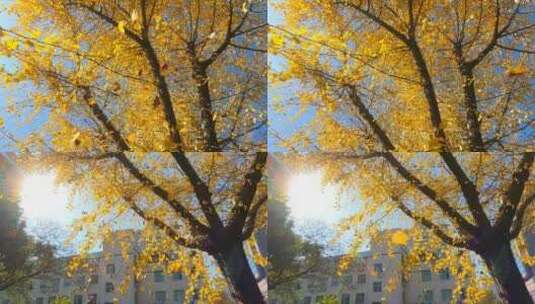 高帧率慢镜头银杏树叶落下高清在线视频素材下载