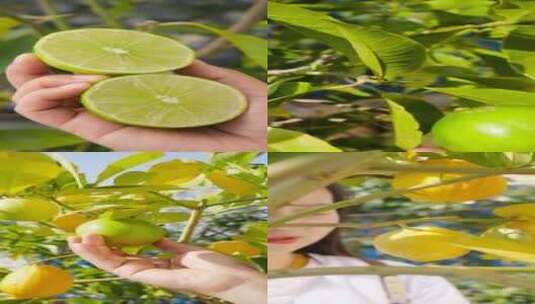 广东香水柠檬  青柠檬高清在线视频素材下载