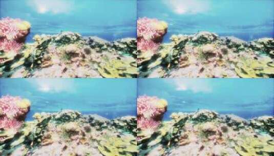 彩色珊瑚礁的水下景观高清在线视频素材下载