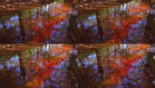 杭州九溪烟树红叶红枫倒映在水里唯美秋天高清在线视频素材下载