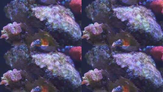 珊瑚高清在线视频素材下载