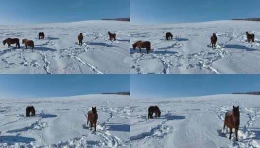 冬天山野雪地自由放牧的马群高清在线视频素材下载