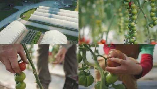 在西红柿种植大棚里采摘高清在线视频素材下载