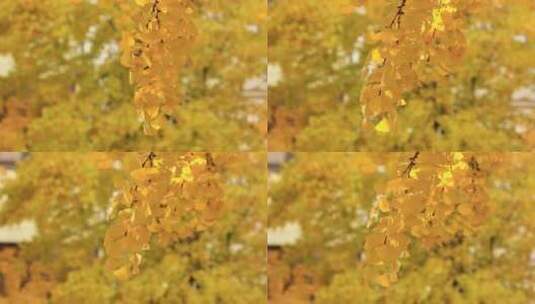 冬天金黄色的银杏树叶高清在线视频素材下载