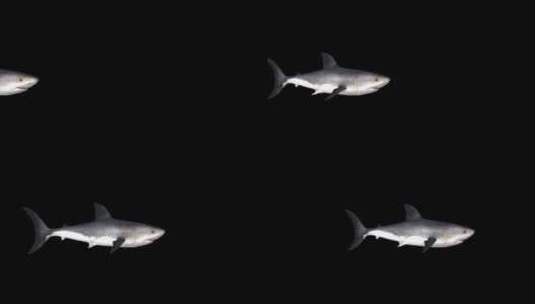鲨鱼从左向右游，阿尔法海峡高清在线视频素材下载