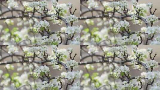 盛开的梨树高清在线视频素材下载