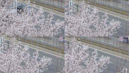 俯拍美丽的樱花高清在线视频素材下载