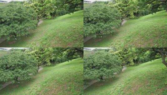 春天的荔枝林高清在线视频素材下载