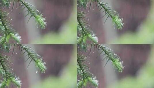 下雨天松树树叶特写唯美意境升格高清在线视频素材下载