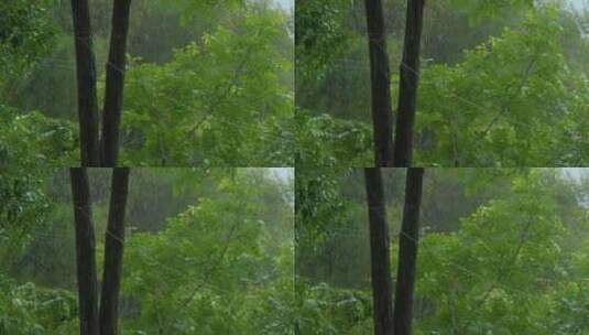 下雨天的树林高清在线视频素材下载