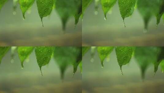（慢镜）下雨天挂着水珠的绿叶微距特写高清在线视频素材下载