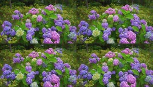 夏天绽放的多色绣球花高清在线视频素材下载