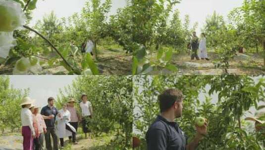 乡村振兴外国专家苹果园指导果农种植学习高清在线视频素材下载