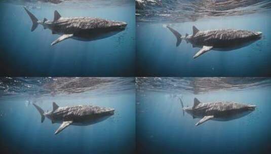 水下拍摄鲸鲨高清在线视频素材下载