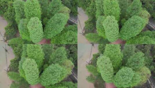 春天绿色的落羽杉航拍高清在线视频素材下载